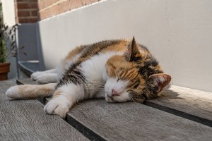 Exaustão pelo calor do gato