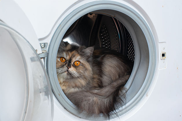 Gato sentado en la lavadora