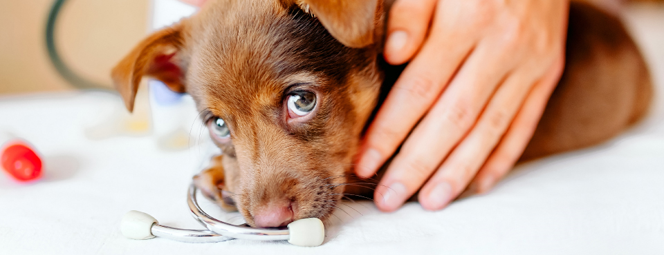 Saiba antes de ir – Consultas no Médico Veterinário bem sucedidas para si e para o seu cão