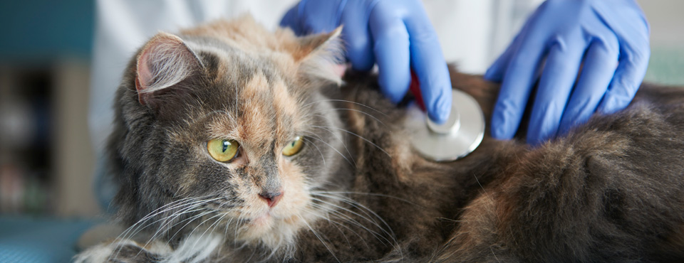 preparar o seu gato para uma consulta no medico veterinario