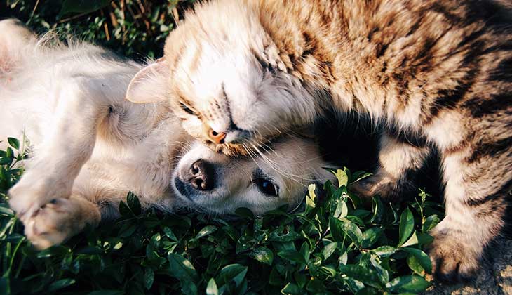 sintomas de diabetes em caes e gatos