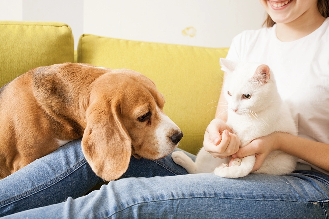 beagle e gato com dono de animal de estimação