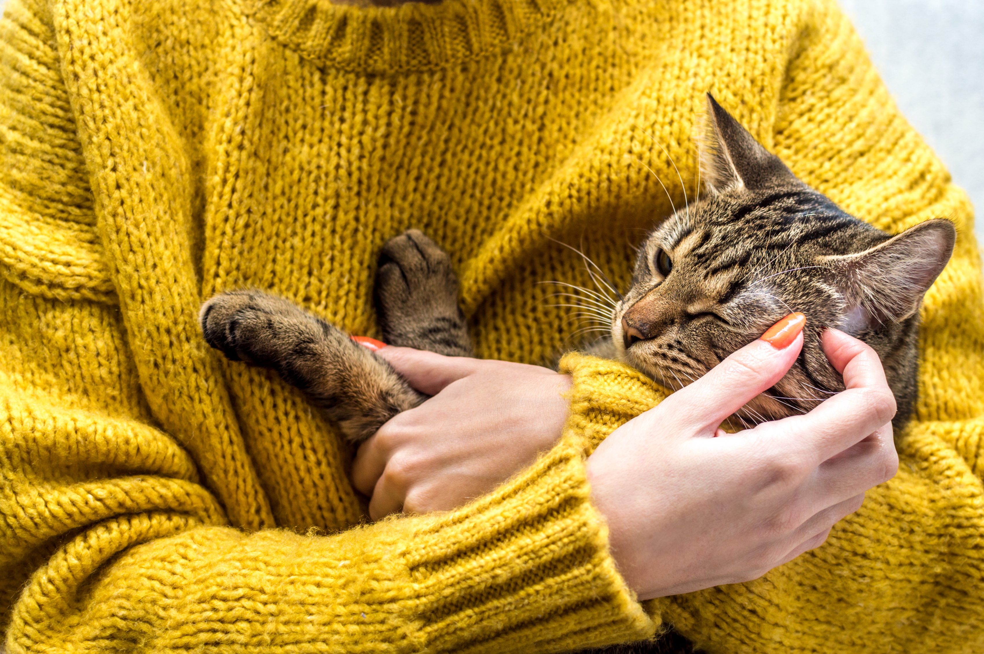 Retrato de um gato nas mãos do dono. Carrapatos em gatos