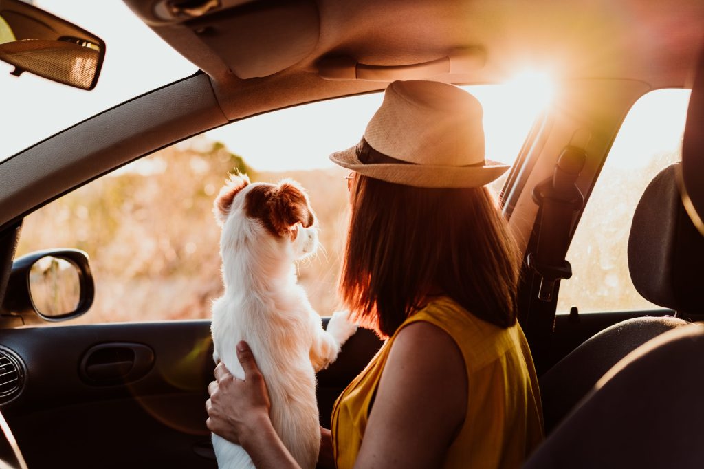 dono de cachorro e animal de estimação olhando pela janela do carro