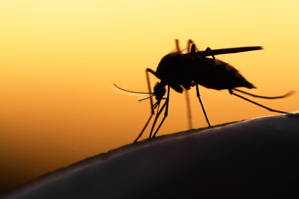 Os mosquitos são um incômodo encontrado em todo o mundo, especialmente em ambientes quentes e úmidos, como lagos e pântanos.