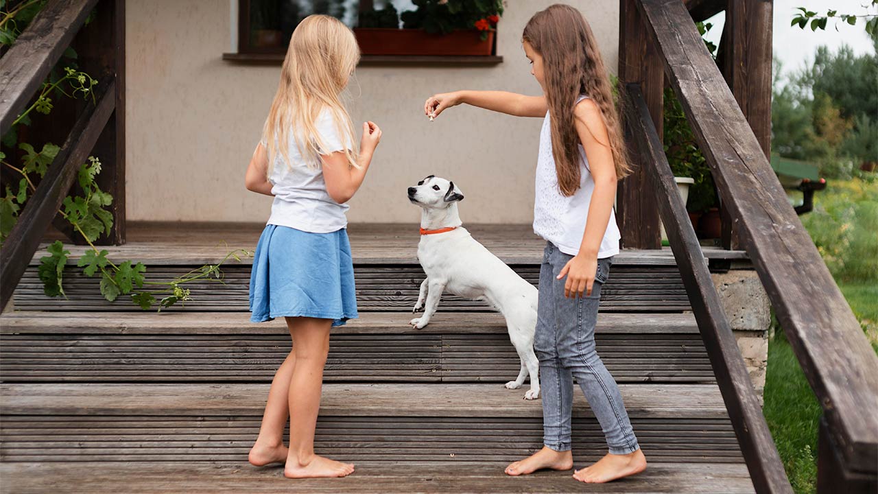 Dicas para Treino de Pets em Truques e Comandos