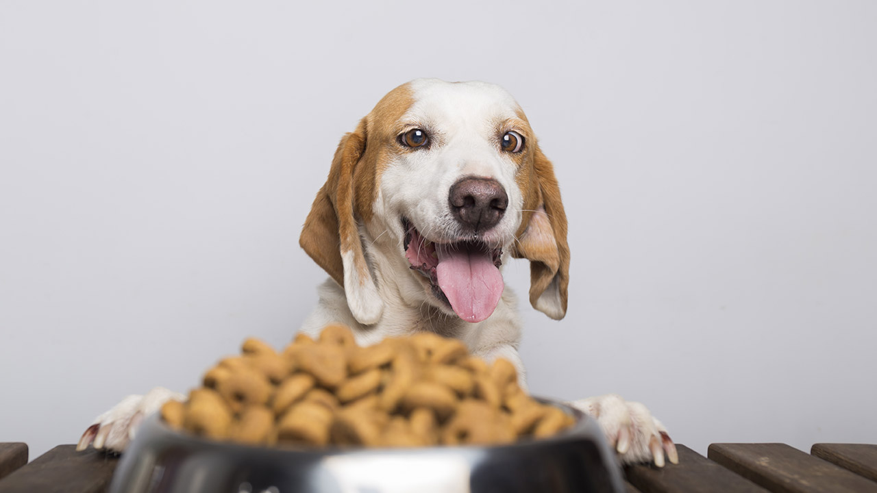 Alimente Bem o seu Pet: Dicas para Alimentação dos Pets