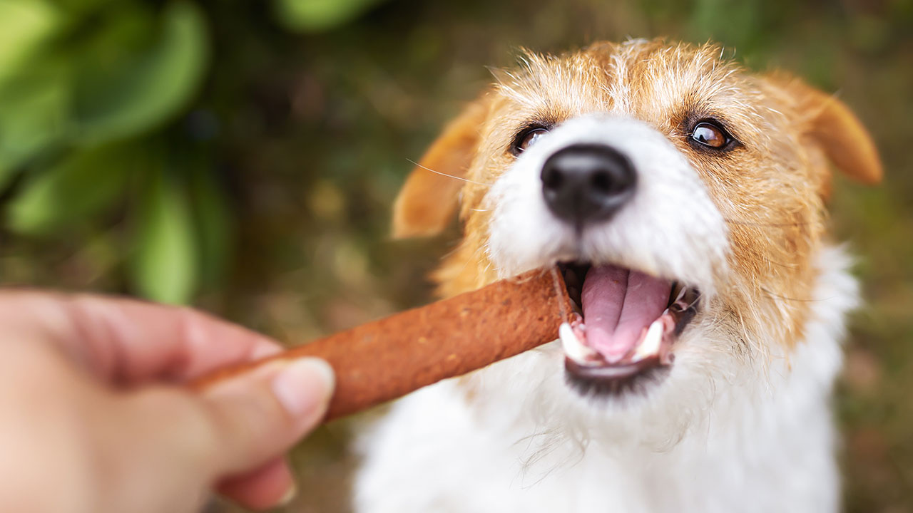 As Melhores Guloseimas para Pets