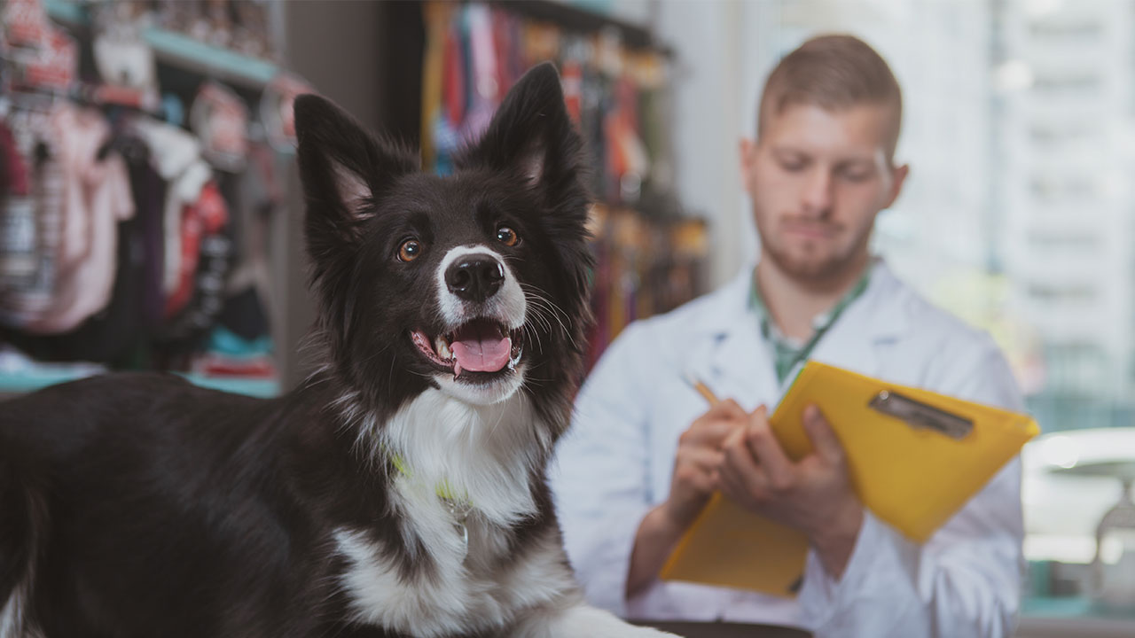 Dicas e Recomendações de Saúde para Pets