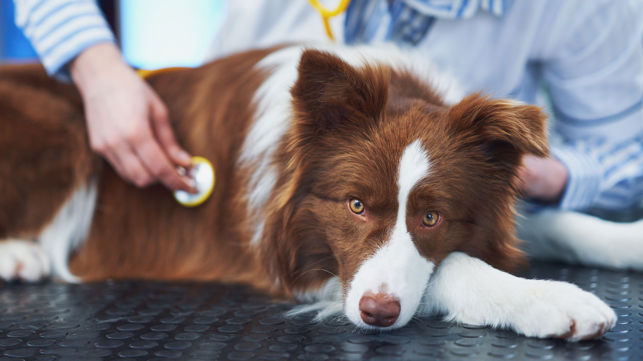 Problemas de Saúde em Pets - Como ter o melhor cuidado com os Pets