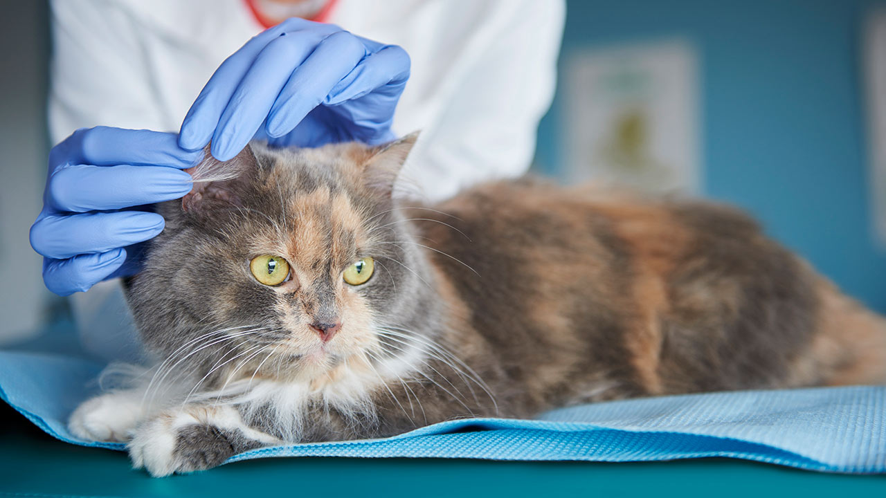 Parasitas nos Pets - Conselhos, prevenção e tratamento