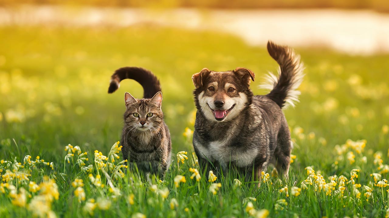 Tudo o que precisa de saber sobre raças de Pets