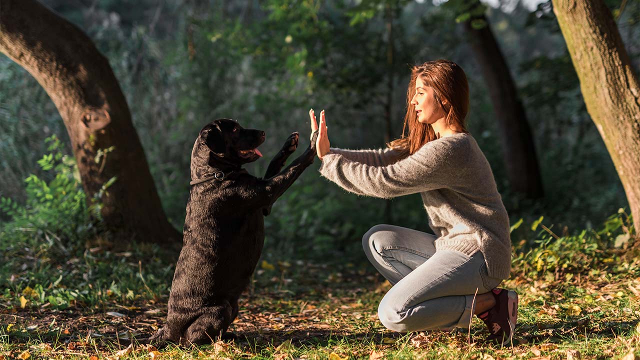 Ter um Pet: Dicas para Tutores