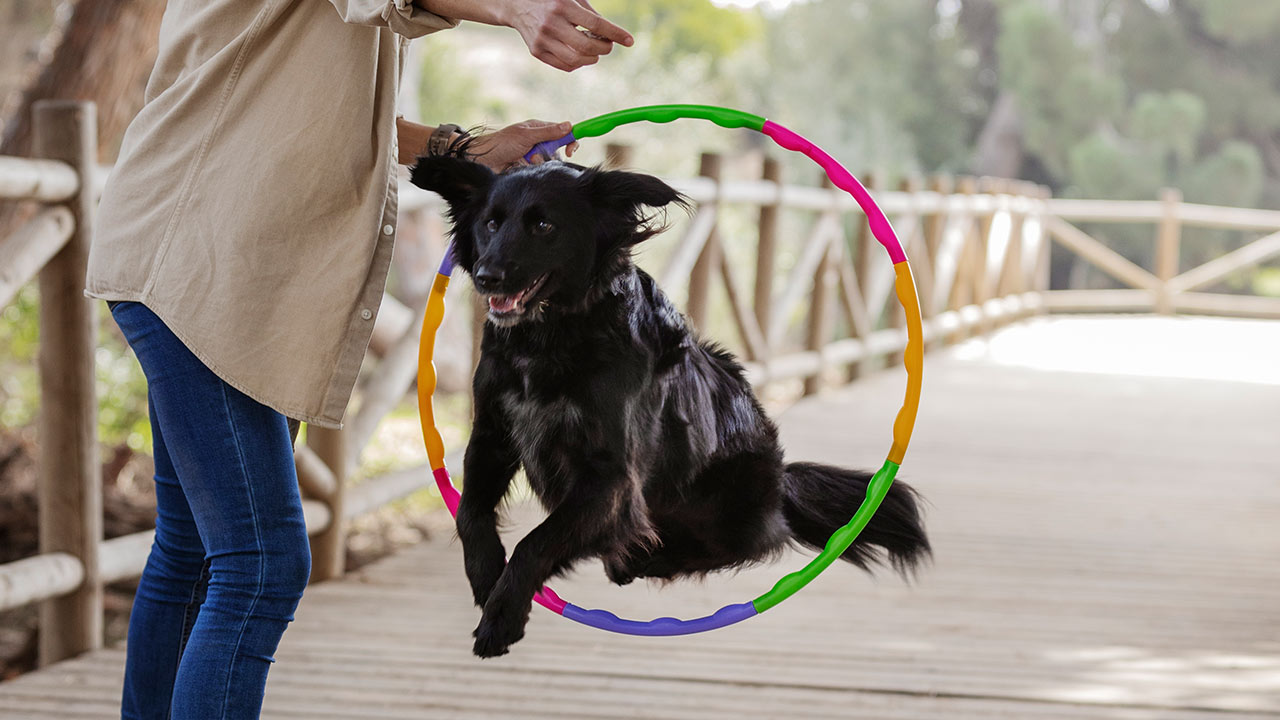 Saiba mais sobre Atividades e Exercícios para Pets