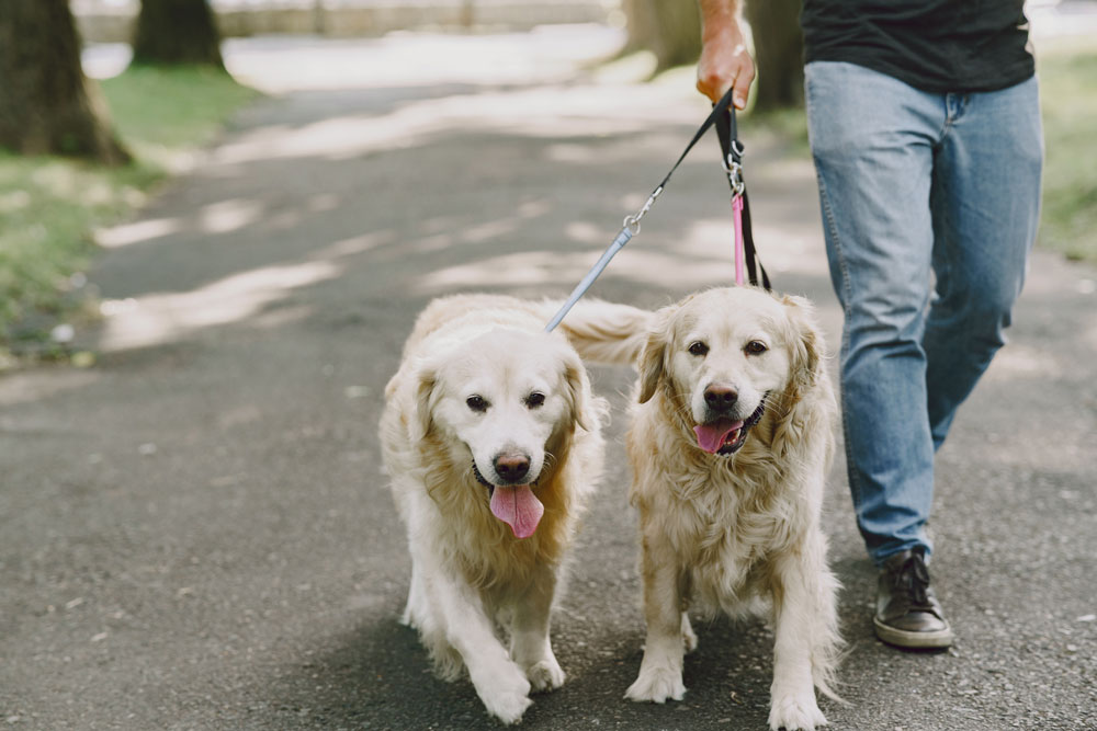 Cuidadores de Cães: Tudo o que precisa de saber