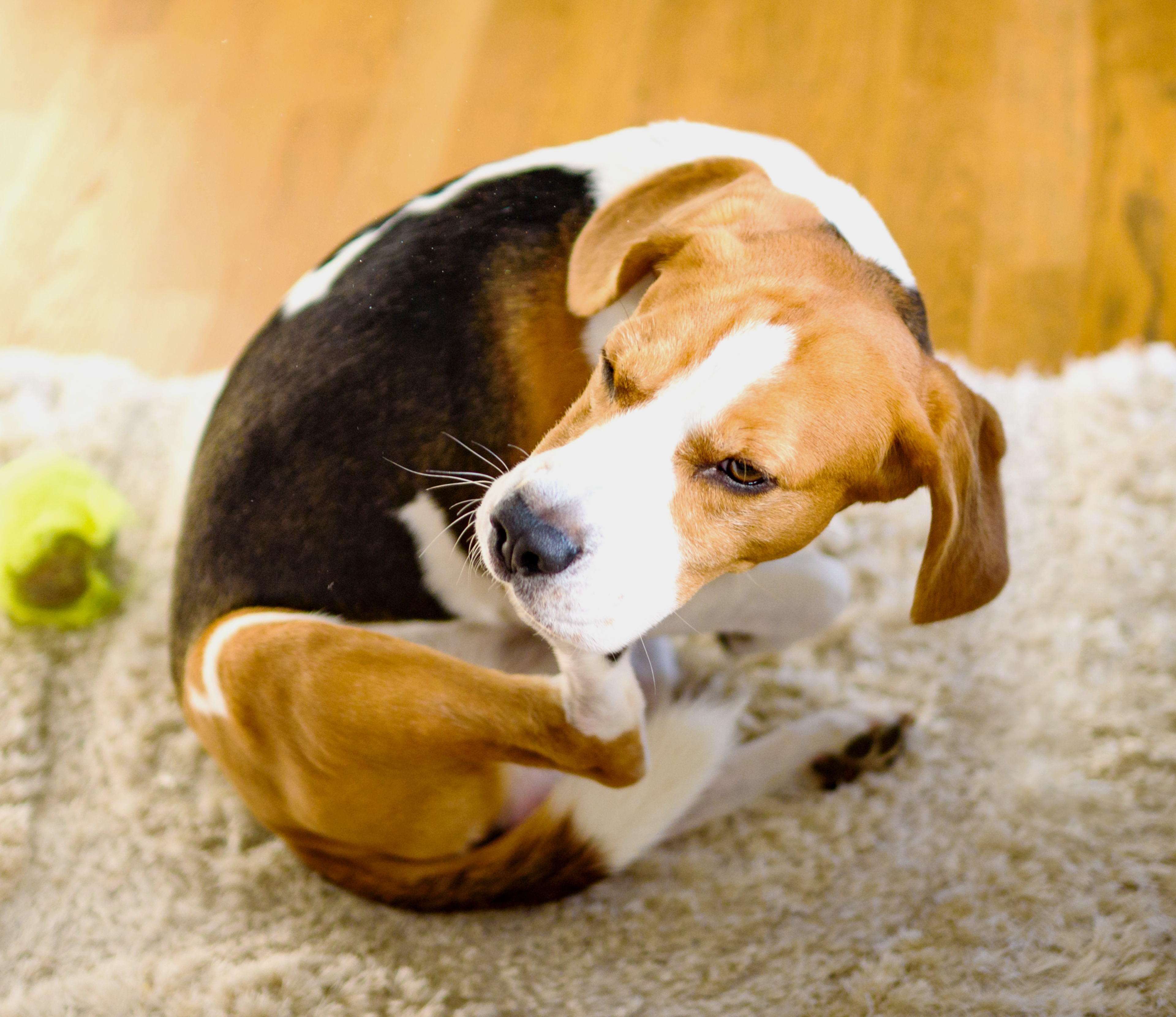 Cachorro_se_coçando