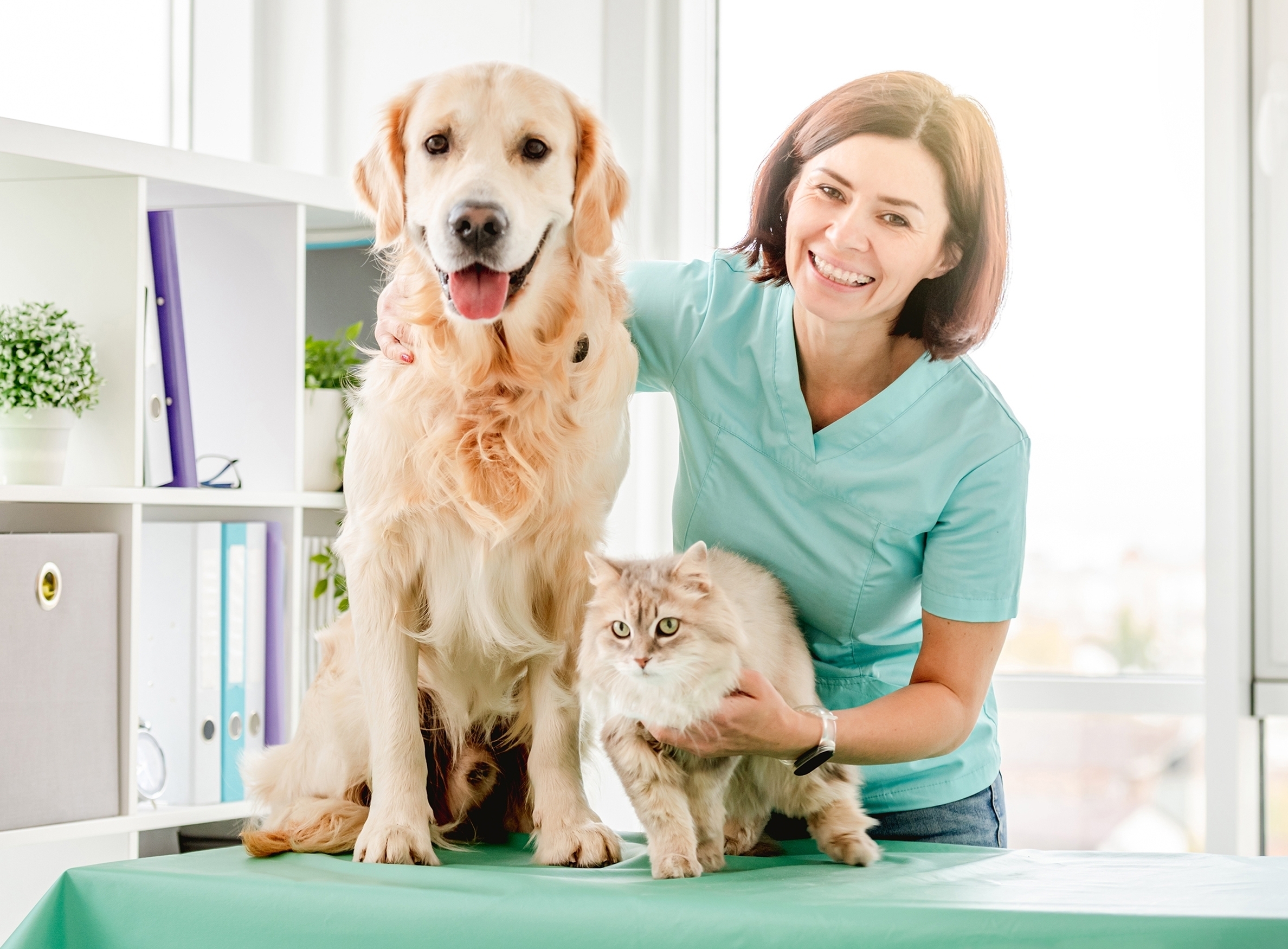 Veterinária sorridente com cão Golden Retriever e gato fofo